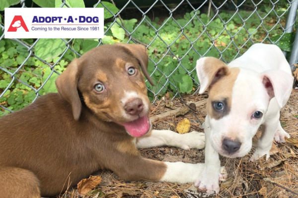 Adopt a Dog Guide Adopt-A-Dog
