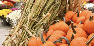 All Things Pumpkin Pumpkins in a pile at a pumpkin patch.