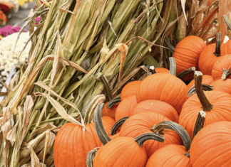 Pumpkins in a pile at a pumpkin patch.