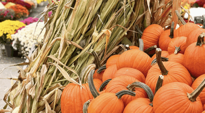 All Things Pumpkin Pumpkins in a pile at a pumpkin patch.