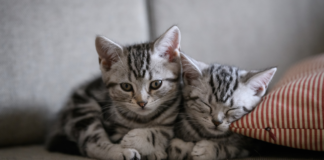 Are You Kitten Me Right Now?