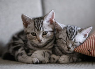 Are You Kitten Me Right Now?