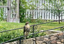 A Love Letter to Nature (With Complaints) A hawk perched on a stone wall.