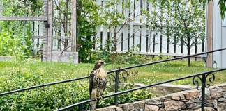A hawk perched on a stone wall.
