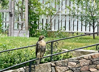 A hawk perched on a stone wall.