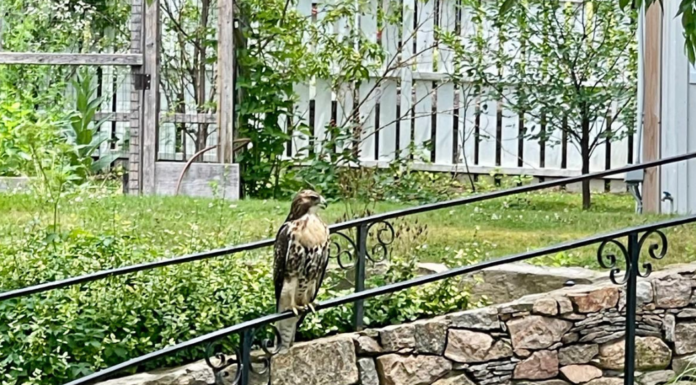 A hawk perched on a stone wall.