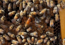Swarm Season