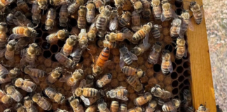 Swarm Season