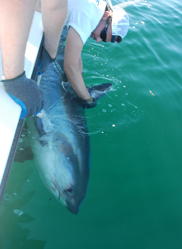 A Shark.